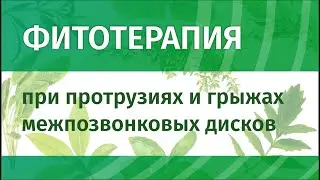 Фитотерапия протрузий и грыж межпозвонковых дисков