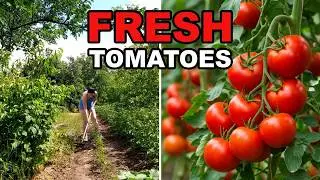 Life in a Ukrainian Village. #asmr