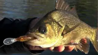 Tango Shad fresh water