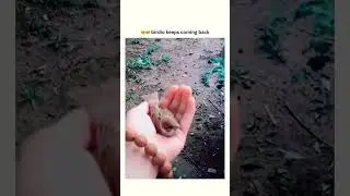 बेजुबान जानवर💯🐦#shorts #viral #birds #animals #wildanimals #nature #love #bonding #petbird #trending
