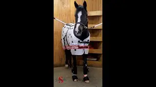 Schneiders&reg; EquiCare LED Therapy&reg; Red Light Equine Kit for the Everyday Horseman