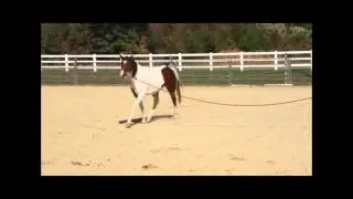 Starbucks - 2008 14.2h RPSI Pony gelding