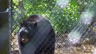 New arrivals at the Mill Mountain Zoo