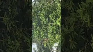 Champak flower