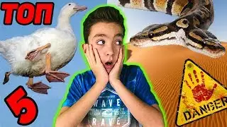 ТОП 5 ШОКИРАЩИ ЖИВОТНИ