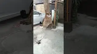 A Dancing Owl near Tree for kids happiness