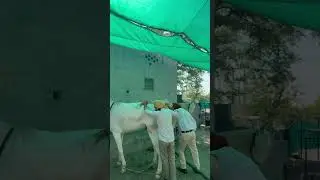 P.D in mare 🐎 #shorts #shortsfeed #shortsviral #shortsvideo #trending #viralshorts