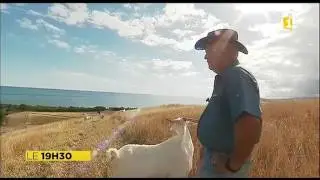 Les Chèvres BOERS de monsieur CLAUDE - Journal Télévisé NC Première