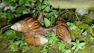 The Amazing Adaptation of Snails ,more than just a shell #nature #SnailAdaptations #MolluscMarvels
