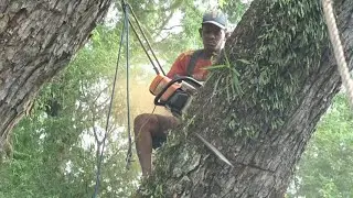 Parah‼️‼️penebangan pohon Trembesi diatas rumah keranda PART 1