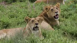 Lion vs  Wildebeest A Battle on the African Plain