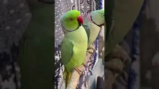 Talking parrot very funny | shorts