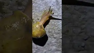 Snails - close up of catching and observing small snails #snail #insects #invertebrates