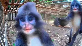 🔴Target untuk perangkap beruk, ternyata lutung yang yang kena perangkap
