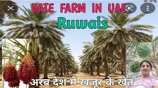 Date garden in Ruwais/ Date palm farming in UAE / date farming in Abudhabi Ruwais / date farm