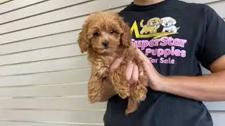 Mini Goldendoodle 2nd Generation Rosie Clip