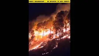 Forest Documentary:- An Initiative To Save Forest🌴🌴 #shorts #forest #viral