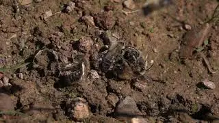 Mining bees in action. Sandbienen in Aktion. Eifel / Germany