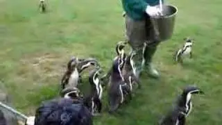 colwyn bay zoo
