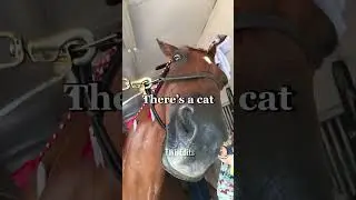 He&rsquo;s scared of cats 🤷&zwj;♀️ #fypシ #horse #horseriding #tennesseewalkinghorse #shorts