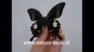Ongeprepareerde Papilio Helenus Nature Deco