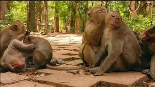 Happy smile family monkey 🐵