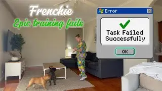Task failed successfully #frenchbulldog #dogtraining #frenchies #dog #dogs #willatherton#doglife