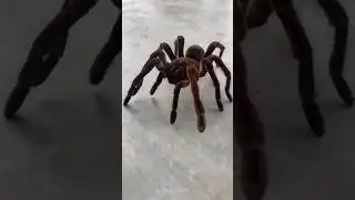 La Plus Grosse Araign&eacute;e Du Monde ⚽️😱