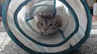 Adorable Cat's Playful Attack: Inside the Tunnel with a String Swipe! | Must-See Feline Fun