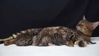 Ashmiyah Bengal Cats  |  Zaya with her babies in 2014