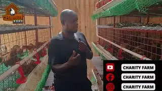 BANDA LA KUKU 1000 MBEZI MAKABE/LOCAL CAGE ZA CHUMA ##UfugajiWaKuku,#ufugajiwakisasa #UfugajiBora