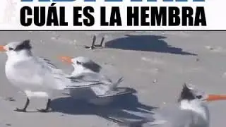 Jaja videos absurdos