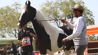 Team Gujarat horse show 2022 , Mahesana #horselover