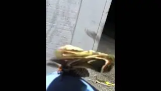 Huge Tulip-Tree SilkMoth I played with