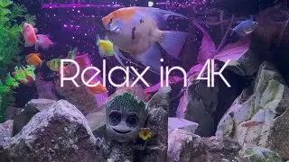 Relaxing Aquarium Scene 🐠 / Escena de Acuario Relajante  | 4K Relaxation