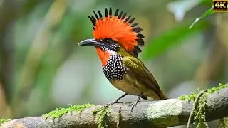 WILD BIRDS - TOP The Weirdest Birds in the World Ep.11184