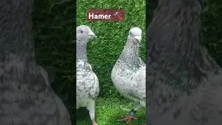 Best 💗 Hammer 🔨 pair in BD. #loft lick comment and sear #