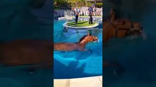 Horse Can Swim🐎😱| Horse Swimming 🐎| Under water view | Horse swimming in pool | swimming pool | 4K