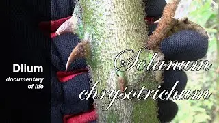 Giant devil's fig (Solanum chrysotrichum) - part 1