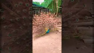 peacock beautiful peacock in the World short video Whatsapp Status NOTICE EveryTHING Nature Status
