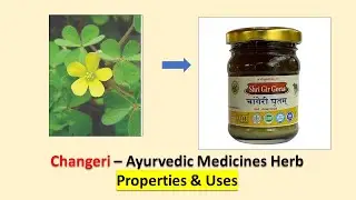 Oxalis Corniculata Is The BEST Ayurvedic Medicine For Malabsorption Syndrome