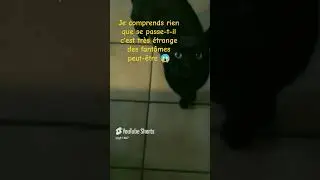 Certains ont peur du chat noir mais l&agrave; c'est le chat noir qui a peur