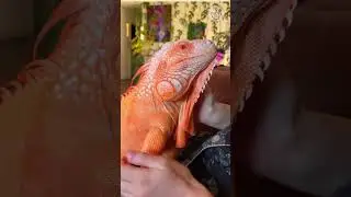 Animals Ke Hidden Superpowers 😳  Mind-Blowing Animal  #facts #shorts