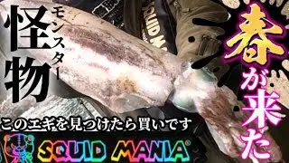 【エギング】怪物級の巨大アオリイカが釣れているエギ教えます（スクイッドマニア）
