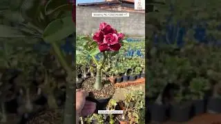 Adenium Plant Online Shopping 🌱 #adenium #plants #flowers #garden