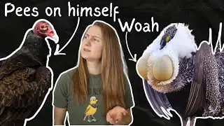 Самые странные птицы Северной Америки (Что за бред, эволюция??)