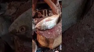 Big Coral Fish Cutting🐟🔪 #fishcutting #fishing #shortsfeed #shorts #shortsfeed