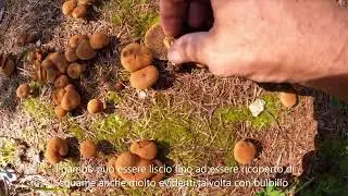 GENERE INOCYBE (dal greco=con il cappello fibroso) (N &deg; 6)
