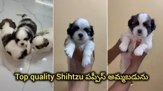 Top quality Shihtzu puppies for sale in telugu +91 90302 62927 BGS pets 