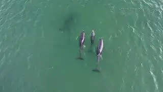 Dolphins swimming at Siesta Key beach, FL - Earth Day 2024 Bottlenose Dolphins Nature Wildlife Drone